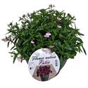Afbeelding van Lobelia TP26 Blue